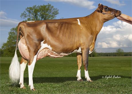 3 AUDACIOUS Embryos x Milksource Absolut Klue