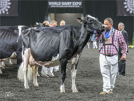 5 - #1 VENMO Embryos x Ms Beautys Black Velvet