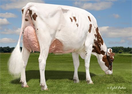 5 M.A.S. Embryos x Crescentmead Jaurora-Red