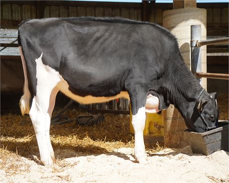 MS JOHNSON-FIVE M CINNY 504