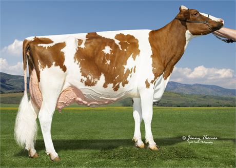 First Choice Female x Agresti Absolte Pure-Red