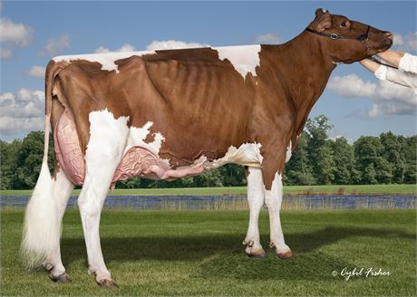 3 - #1 Sexed Altitude Embryos x CLAYTONCREST SALSA-RED EX-94