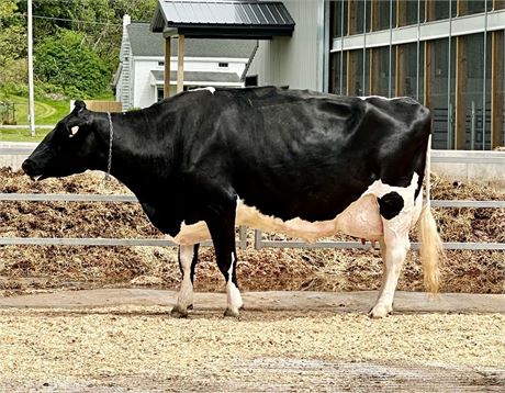 2 GRINCH-P Embryos x Pierstein Aftershock Adelle