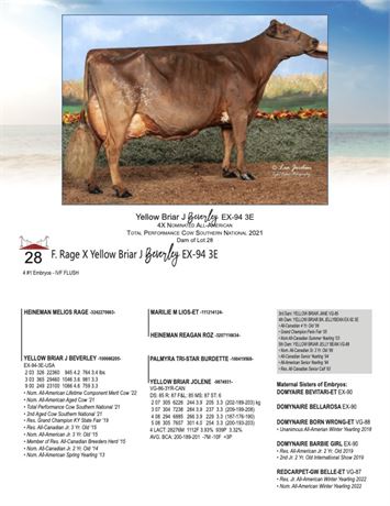 4 EMBRYOS - Beverley X Rage