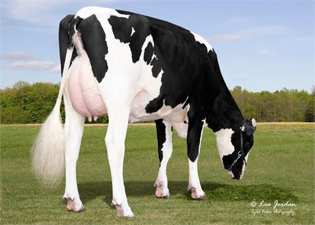 4 HINGE Embryos x Kings Ransom Drpbx Creep