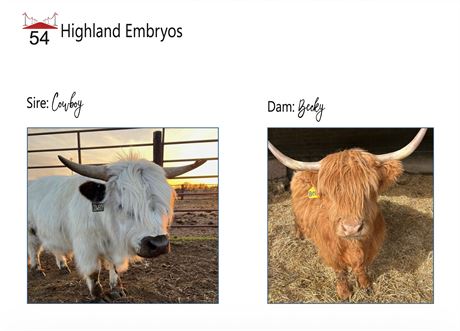 3 EMBRYOS - Becky X Cowboy