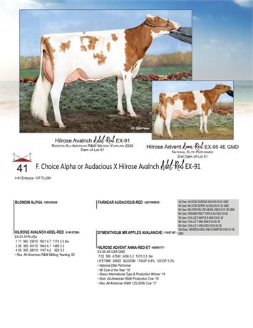 4 EMBRYOS - Adel X  Audacious-Red or Alpha*RC