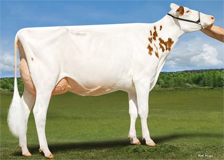 4 Delta-Lambda Embryos x Erbacres Ainsley-Red