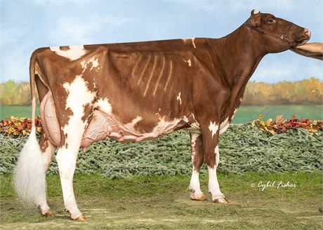 5 Aircraft*RC Embryos x Windy-Knoll-View Phirey-Red