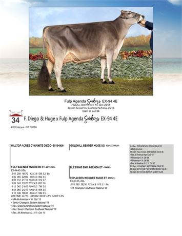 4 EMBRYOS - Snickers X 2 Diego and 2 Huge