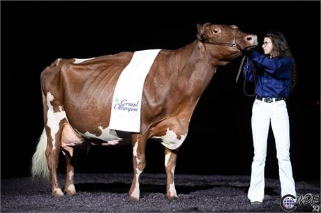 2 BENDER Embryos x Maple Fudge of 12 Oaks