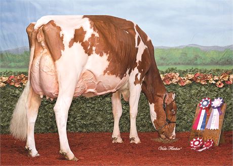 Paldwyn*RC Embryos x Pierstein Devour Careful*RC
