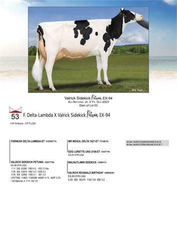 5 EMBRYOS - Petunia X Delta Lambda