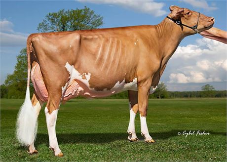 3 Dice-Red Embryos x Ms Kress-Hill Saphire-Red