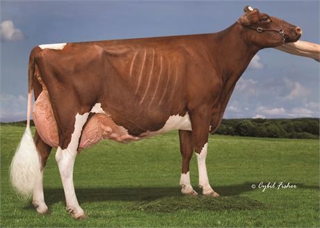 5 Hulu*RC Embryos x Parkvue Absolute Rap-Red