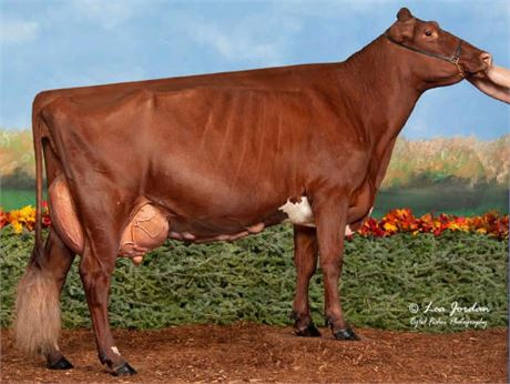 2 Embryos x Weissman Bolero Bonnie 2E-94