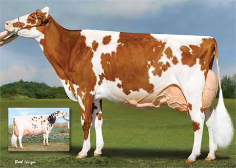 3 HEATWAVE Embryos x Miss Apple Snapple-Red