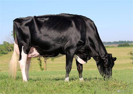 2 JERRY LEWIS Embryos x Unique Dempsey Cheers EX-95