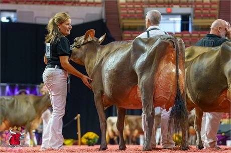 2 VICTORIOUS Embryos x Spring View Joel Kingsley