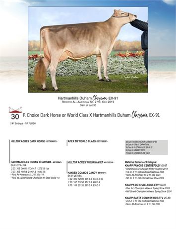 4 EMBRYOS - Charisma X World Class or Dark Horse