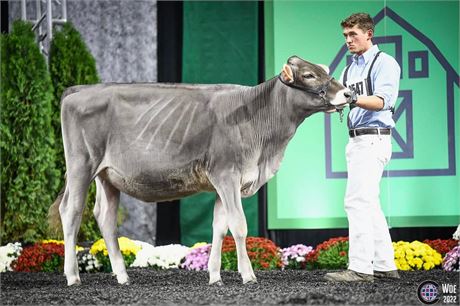 3 - #1 Famous Embryos x OPSAL-J C PICTURE PERFECT EX-92