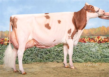 5 Audacious-Red Embryos x Golden-Oaks Tease-Red