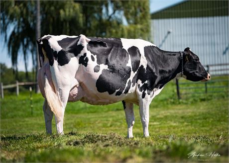 3 JERRY LEWIS Embryos x Le-o-la Arvis Lauralee