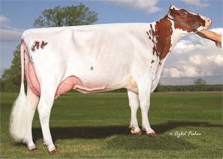 5 Paldwyn*RC Embryos x Trentway-JS Raindrop-Red