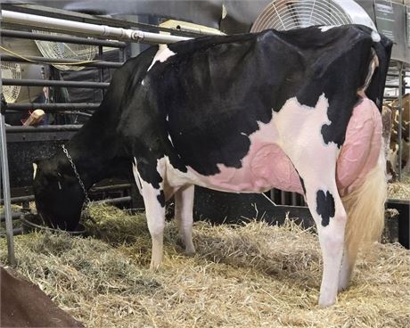 4 Embryos (Bid price per embryo) x JEFFREY-WAY ADDISON SAUNA*RC*PO