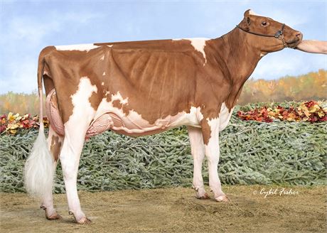 4 SUPERMAN*RC Embryos x Highcroft Absolute Lily-Red