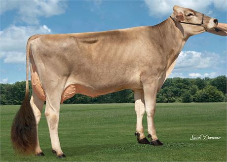 3 NASHVILLE Embryos x Hilltop S Kadence EX-92