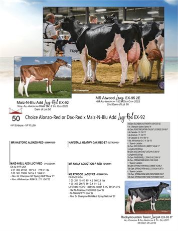 4 EMBRYOS - Lucy X Dax-Red or Alonzo-Red