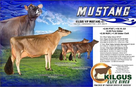 5 Units of any Sexed Kilgus Sires Bull