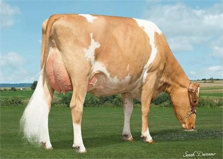 2 McDREAMY Embryos x Coulee Crest Pilot Lava EX-92