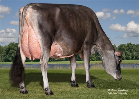 BOODUM CREEK PREMIER JOEL EX-95