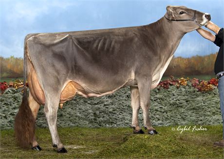 Choice of 2 COLLAPS or 2 FULL THROTTLE Embryos x Pit-Crew Wonder Piper 4E-EX-93