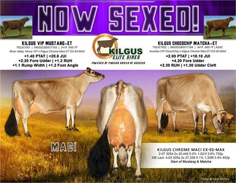 5 Units of any Sexed Kilgus Sires Bull