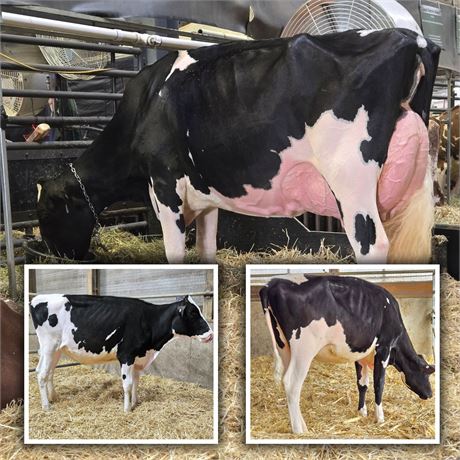 First Choice of Spring Yearling Sisters