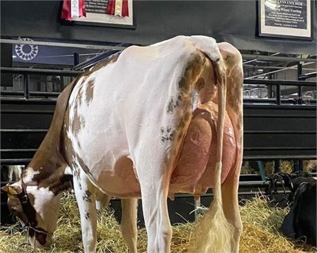 6 Embryos x Hilrose Jordy America-Red