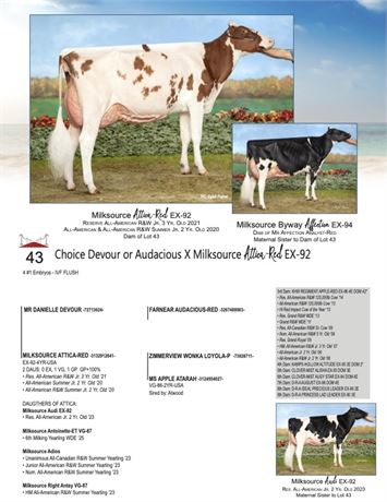 4 EMBRYOS - Attica X Audacious-Red or Devour