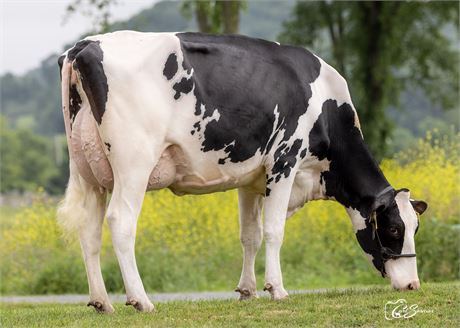 3 PALDWYN Embryos x Cookiecutter DBOX Lyndee