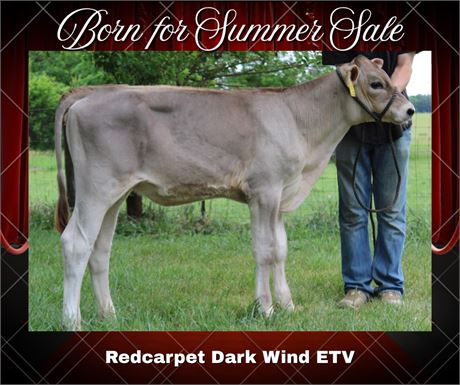 REDCARPET DARK WIND-ET