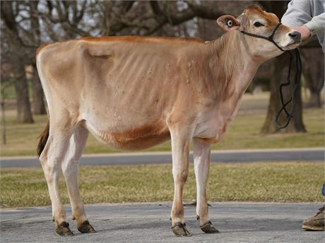 JOHNSON-FIVE FERD 443