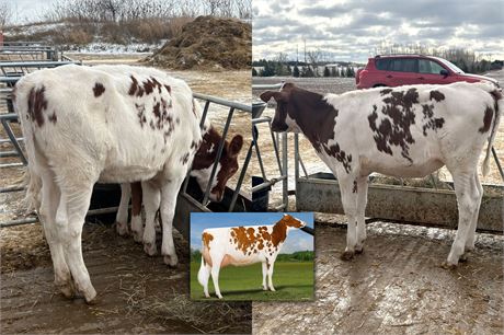 First Choice Female x Synergy Doral All That-Red