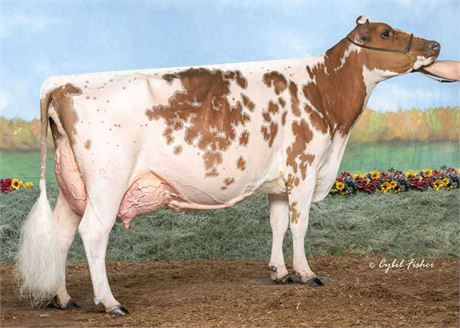 2 ROBINSON Embryos x Miss Malibu Mimosa EX-95