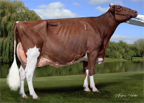 First Choice Female x Star-Ky-Blue Adelaid-Red