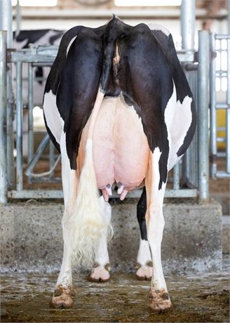 5 Paldwyn*RC Embryos x Siemers Mdcn Hanan 36610