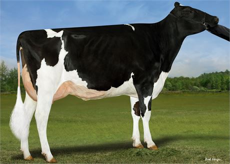 4 PALDWYN Embryos Vibe VG-88 +3.94T (Hannas x Caught Your Eye)