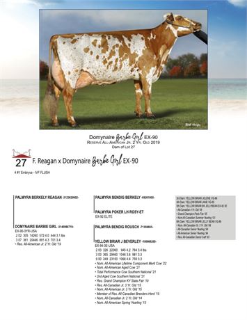 4 EMBRYOS - Barbie Girl X Reagan
