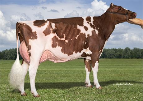 5 Paldwyn*RC Embryos x Luck-E Jordy Kricket-Red